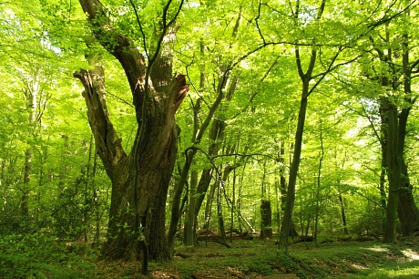 Bild Hasbruch Wald © Gemeinde Ganderkesee